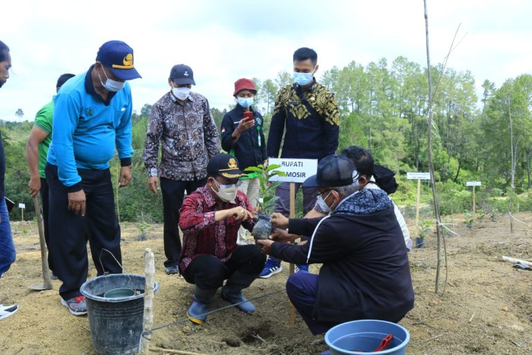 Penanaman Perdana Bibit Kopi Program Dana Partisipatif Starbucks Farmer Support Center Mendukung Program Kerja 100 Hari Bupati/Wakil Bupati Samosir