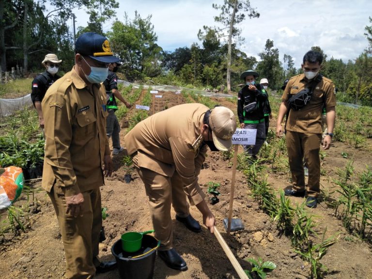 Bupati Samosir Lakukan Penanaman Perdana Bibit Kopi Program Dana Partisipatif Starbucks Farmer Support Center yang Merupakan Bagian Program 100 Hari Bupati/Wakil Bupati Samosir
