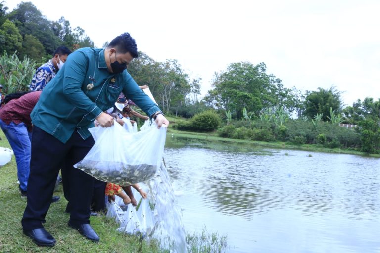 Bupati Samosir Tabur 35.000 Ekor Benih Ikan Nila