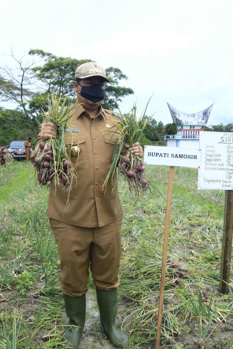 Bupati Samosir Panen Perdana Bawang Merah Varietas Batu Ijo Bersama Kelompok Tani Siriaon Desa Pardomuan