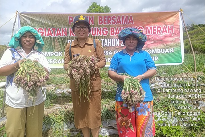 PANEN PERDANA KAMPUNG BAWANG DI SAMOSIR MEMUASKAN