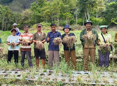 Pemkab Samosir Lakukan Pengembangan Pertanian Bawang Merah di Kecamatan Sitiotio