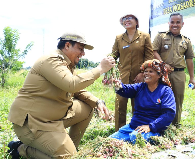 Hasil Panen Komoditi Bawang Merah Program Pangula Na Ture Memuaskan, Bupati Samosir: Jangan Ragu Menggunakan Pupuk Organik Padat dan Cair.