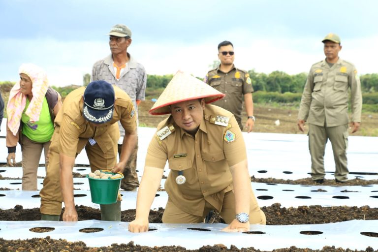 Bupati Samosir Bersama Petani Lakukan Penanaman Kentang di KPT Hariara Pintu.