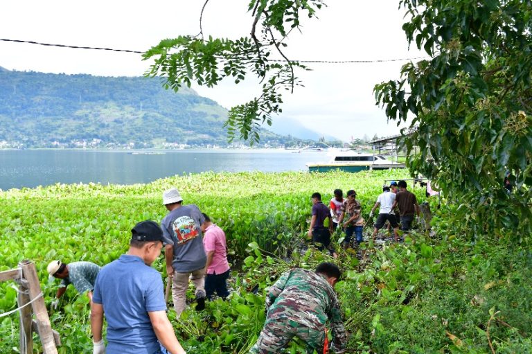 DUKUNG GORO MASSAL BERSIHKAN ECENG GONDOK DI DANAU TOBA , PEMKAB SAMOSIR KERAHKAN TRUK SAMPAH DAN STAF