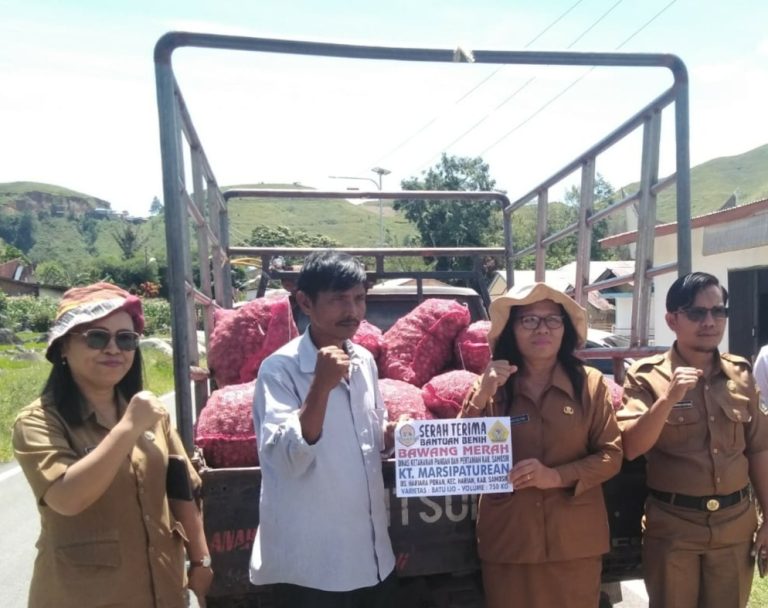 Pemkab Samosir Salurkan 20 Ton Bantuan Bibit Bawang Merah.