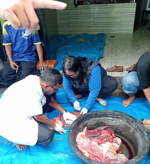 Pastikan Hewan Kurban Layak Konsumsi, Pemerintah Kabupaten Samosir Bekerjasama dengan PDHI Sumut Lakukan Pemeriksaan.