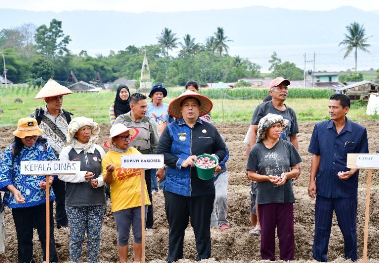 Bersama Poktan Baringin Desa Unjur, Bupati Samosir Tanam Bawang Merah Bantuan APBD 2024.