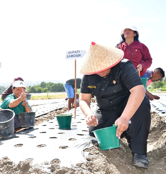 TINGKATKAN PRODUKSI BAWANG MERAH, BUPATI SAMOSIR TANAM BAWANG BERSAMA KELOMPOK TANI DOSNIROHA
