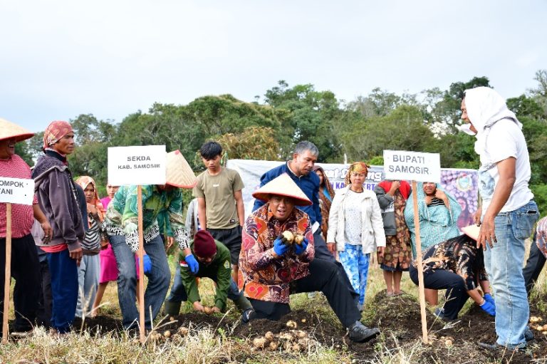 BANTUAN BERHASIL, BUPATI SAMOSIR PANEN KENTANG BERSAMA KELOMPOK TANI MARLUNDU