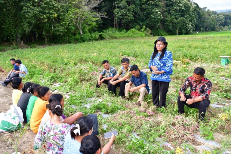 HASIL MEMUASKAN, KELOMPOK TANI SAURDOT DESA SAMPUR TOBA PANEN BAWANG MERAH 