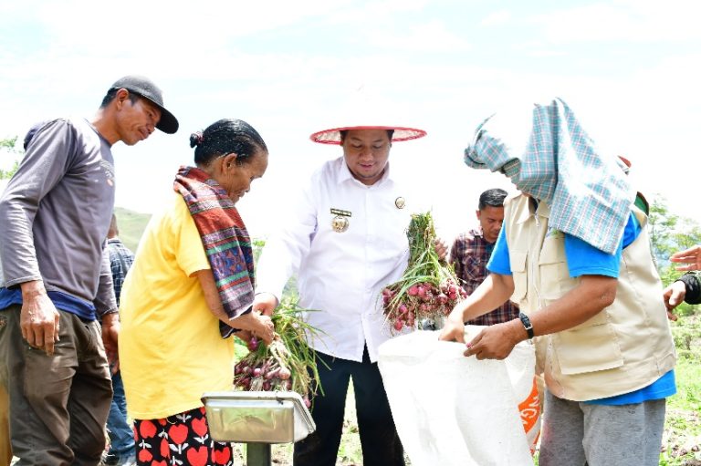 DITANAM 2 BULAN LALU, BUPATI SAMOSIR PANEN BAWANG MERAH DENGAN KELOMPOK TANI BERSAMA