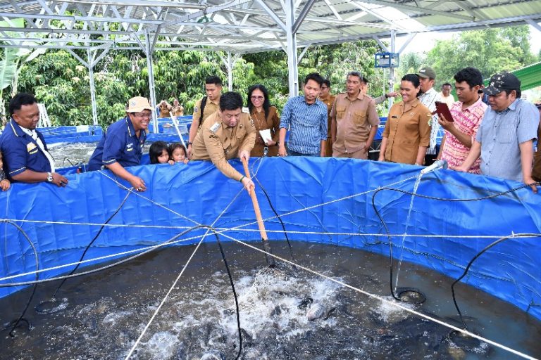 BUPATI SAMOSIR PANEN PERDANA IKAN NILA POKDAKAN MEKAR 