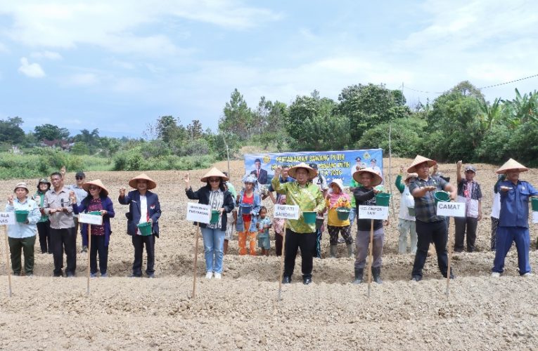 Menjawab Kepercayaan Pusat, Bupati Samosir Tanam Bawang Putih Bantuan Kementan bersama Kelompok Tani