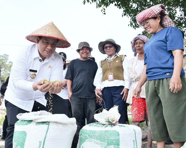 Taksi Alsintan Permudah Petani, Bupati Samosir Vandiko T. Gultom Turun Langsung Panen Padi Bersama Masyarakat