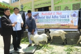 DALAM RANGKA HARI RAYA IDUL ADHA 1444 H, BUPATI SAMOSIR SERAHKAN HEWAN QURBAN