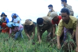 BUPATI SAMOSIR PANEN PENANGKAR BAWANG MERAH